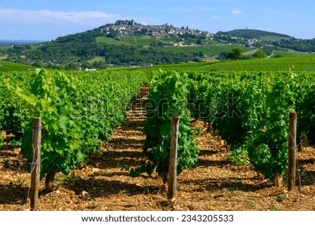 View on green vineyards around Sancerre wine making village, rows of sauvignon blanc grapes on hills with different soils, Cher, Loire valley, France Royalty-Free Stock Photo #2343205533