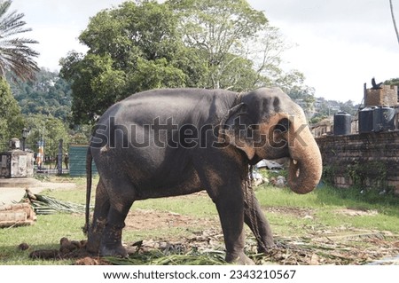 A domestic elephant adorned with radiant fabrics 