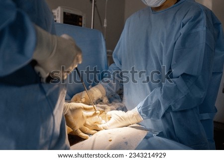 Two surgeons operates abdominal area of a patient. Concept of real operation and surgical intervention Royalty-Free Stock Photo #2343214929