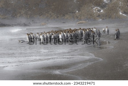 King penguin group abruptly, deciding not enter the water; Right Whale Bay; King penguin group, exiting surf; Right Whale Bay, South Georgia; King penguin huddle, on snow-swept beach; Right Whale Bay