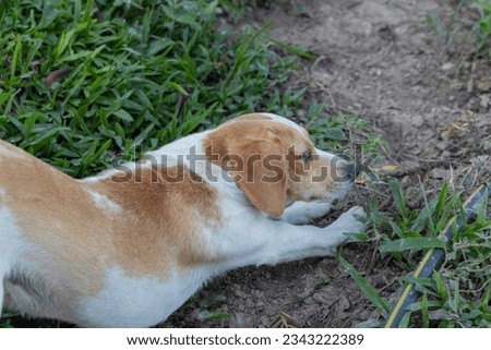 dog of white and brown color, in green grass, sunny day, in summer.