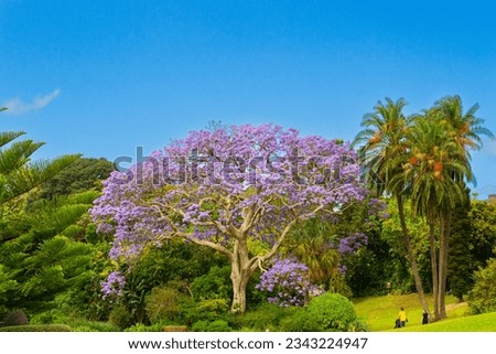 Jacaranda mimosifolia - blue jacaranda - tree, in full bloom on a beautiful summer's day at the Royal Botanic Gardens in Sydney, New South Wales, Australia Royalty-Free Stock Photo #2343224947