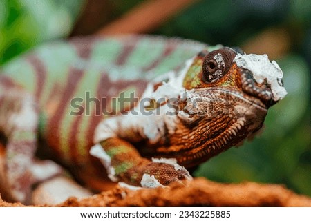 Madagascar chameleon, the Panther Chameleon Furcifer pardalis, shedding its skin Royalty-Free Stock Photo #2343225885