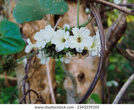 Sunday August 6th, here is a photo of a beautiful white flower 