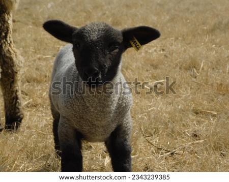 A closeup portrait view of a cute little grey and black colored Hampshire Down Sheep Lamb standing upright, with a golden grass field background, facing the camera Royalty-Free Stock Photo #2343239385