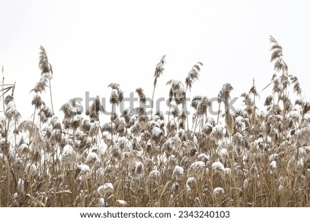 Snow - covered thickets of dry coastal reeds against background of winter gray sky. Pampas grass, beauty in nature, outdoor. Copy space. Selective focus. Royalty-Free Stock Photo #2343240103