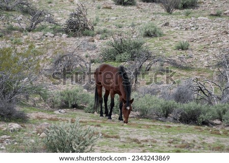 Wild Horses of Arizona.  The wild mustangs roam free in Arizona.  These majestic creatures have a history rooted from early settlers.  wild, free, horse, horses, brown, white, chestnut, young, old