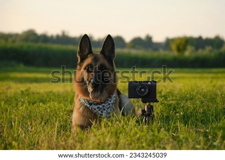 Concept pets look like people. Dog professional photographer with vintage film photo camera on tripod. German Shepherd in green grass at sunset in summer. Dog wears white bandana with paws
