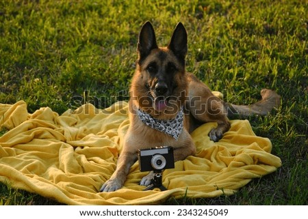 Concept pets look like people. Dog professional photographer with vintage film photo camera on tripod. German Shepherd lies on yellow blanket at sunset in summer. Dog wears white bandana with paws