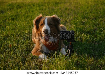 Concept pets look like people. Dog professional photographer with vintage film photo camera on tripod. Brown Australian Shepherd lies in green grass at sunset in summer. Aussie red tricolor outside