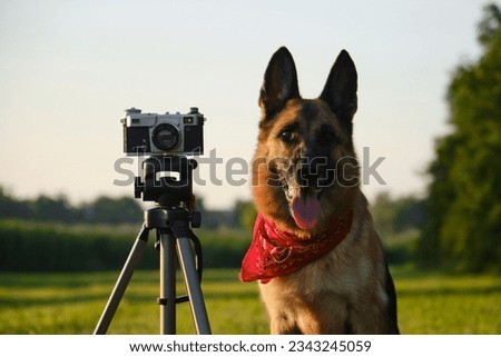 Concept pets look like people. Dog professional photographer with vintage film photo camera on tripod. German Shepherd wears red bandana at sunset in summer. Front view close up portrait