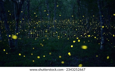 Sparkling fireflies in the middle of the forest It was a beautiful and enchanting night. beautiful wildlife concept light insect beautiful insect natural light bulb Royalty-Free Stock Photo #2343252667