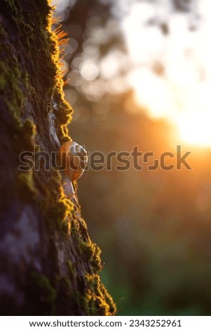 Beautiful cute snail on a tree in the rays of the evening sun