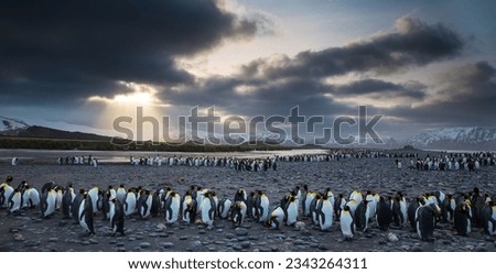 King penguins on beach, under the foreboding sky; King penguins, on Salisbury Plain; penguins with dramatic backlight; King penguins with, a ship barely visible, through falling snow; Salisbury Plain