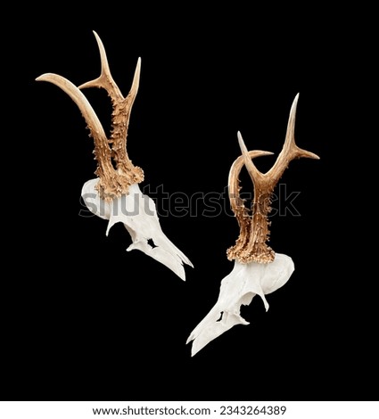 Rare roe deer buck, roebuck skull with unique, abnormal antlers - both sides, isolated on a black background. Capreolus capreolus, hunting trophy, hunter wall decoration Royalty-Free Stock Photo #2343264389