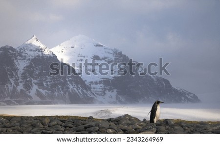 Lone penguin before, glacier and mountains; Salisbury Plain, South Georgia