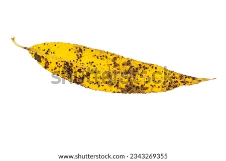 Yellow willow leaf in autumn isolated on white background