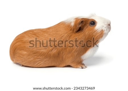 Single cute guinea Pig isolated on white background close up looking up Royalty-Free Stock Photo #2343273469