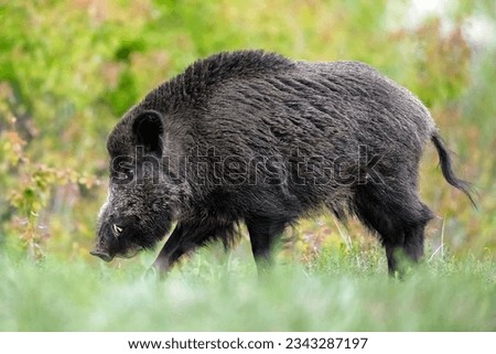 Big male wild boar walking with forest background Royalty-Free Stock Photo #2343287197