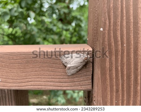 Beautiful bright American dagger moth Royalty-Free Stock Photo #2343289253