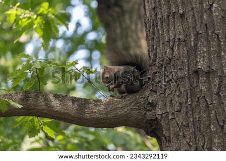 Red squirrel (Eurasian red squirrel or Sciurus vulgaris), from the family Sciuridae, on a tree with blurry green background.