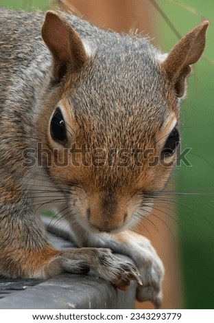 A Squirrel licks a dab of peanut butter off a rock                               