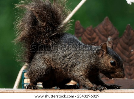 A Black Squirrel licks a dab of peanut butter off a rock                               