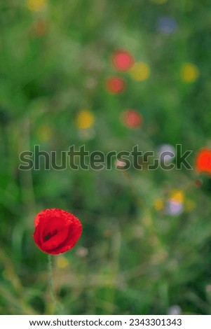 red poppies in a meadow