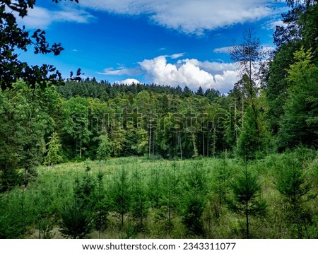 Reforestation in mixed forest in a rainy summer Royalty-Free Stock Photo #2343311077