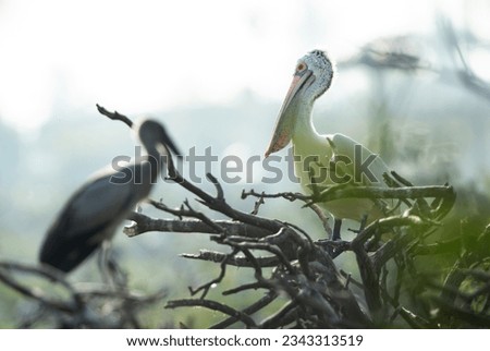 Selective focus on Spot-billed pelican and a Asian openbill at the backdrop at Uppalapadu Bird Sanctuary, India Royalty-Free Stock Photo #2343313519