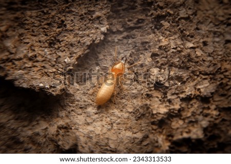 Termites are looking for food on the ground.The insects that damage the house.Close up termites or white ants with dry wood.  Royalty-Free Stock Photo #2343313533