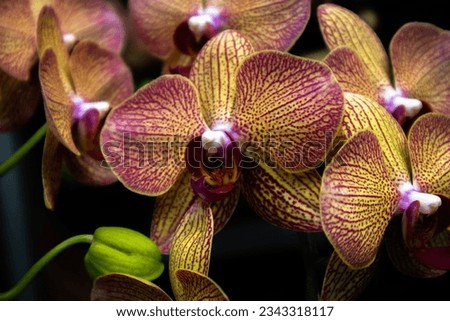 yellow orchid flowers with purple spots and lines that are very beautiful in the morning sun