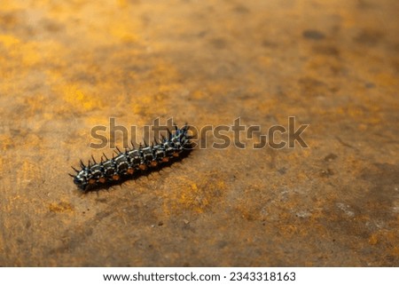 a caterpillar with thorns on its body and blue and green which indicates it is poisonous and should not be disturbed Royalty-Free Stock Photo #2343318163