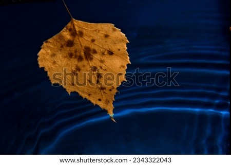Drops fall into the water from a yellow autumn birch leaf