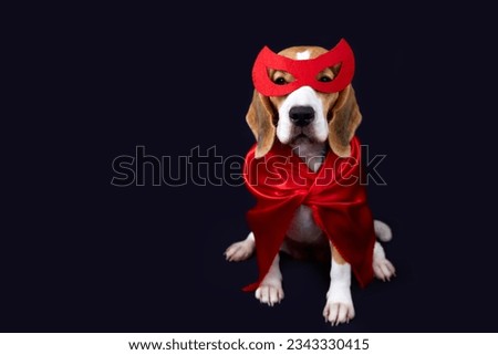 A beagle dog in a superhero costume: in a red mask and cape for a carnival party on a black isolated background. Copy soace.