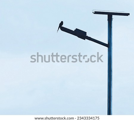 solar lamppost with a bird and blue Sky,capture in Bangladesh 