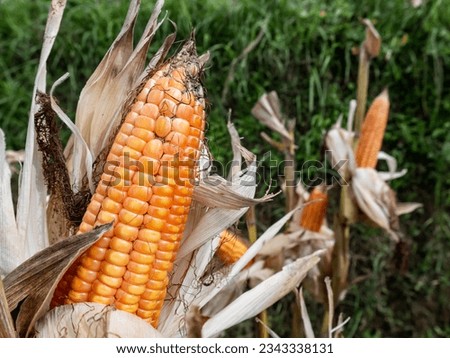 ripe corn with dried leaves