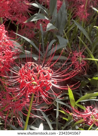 Japanese Red spider lily picture in autumn