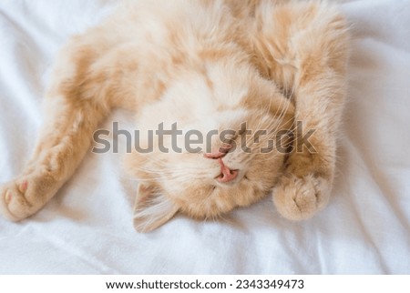 Close-up of a sleeping ginger kitten in bed. Red cat on a white blanket. Relaxing and happy morning