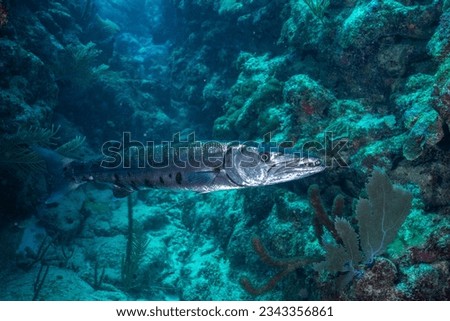 Great barracuda in the ocean Royalty-Free Stock Photo #2343356861
