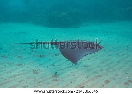 pelagic stingray (Pteroplatytrygon violacea) Granada, Spain Royalty-Free Stock Photo #2343366345