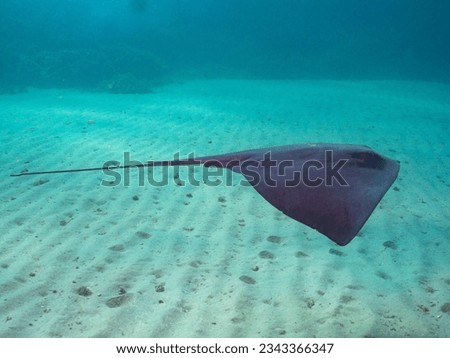 pelagic stingray (Pteroplatytrygon violacea) Granada, Spain Royalty-Free Stock Photo #2343366347
