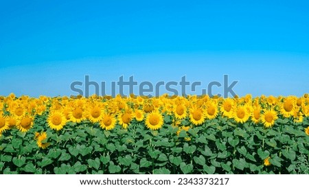 Sunflower field. field of blooming sunflowers on a blue sky background 