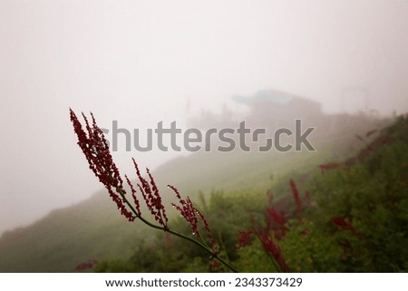 silhouette houses, flowers detail and fog, winter flowers, silhouette wooden house behind flower, landscape on mountain