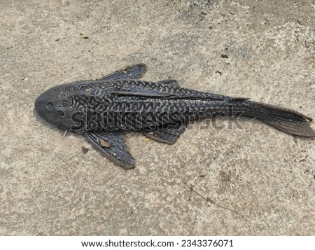 vermiculated sailfin catfish lying on the cement floor, a type of moss-eating fish commonly used to clean ornamental fish aquariums.