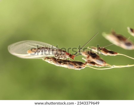 Chrysopa is a genus of green lacewings in the neuropteran family Chrysopidae. The insect order Neuroptera, or net-winged insects, includes the lacewings, mantidflies, antlions, and their relatives.