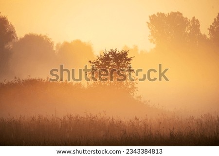 Serene landscape captured during misty morning.Image showcases tranquil field with solitary tree standing tall amidst grass.In background, calm body of water reflects warm, golden light of rising sun