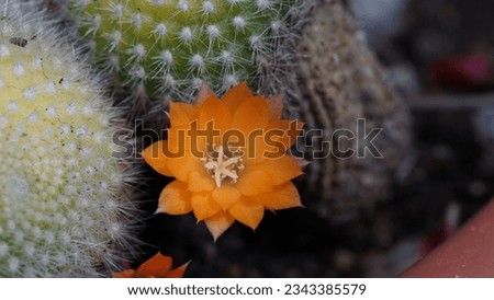 Beauty in the garden: Exploring the enchanting Orange crown cactus (Aylostera fiebrigii). An external pot, in summer season