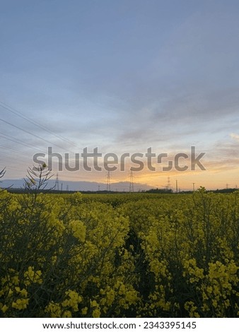 sunset blue sky green fields
