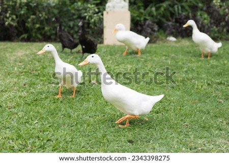 White and black geese on green grass side view